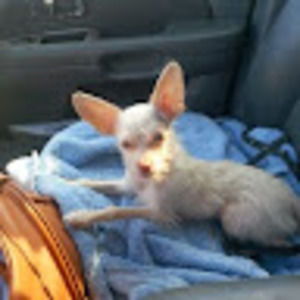 Meet your Posher, Consuelo